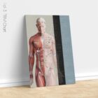 TBM Total Body Modification chart