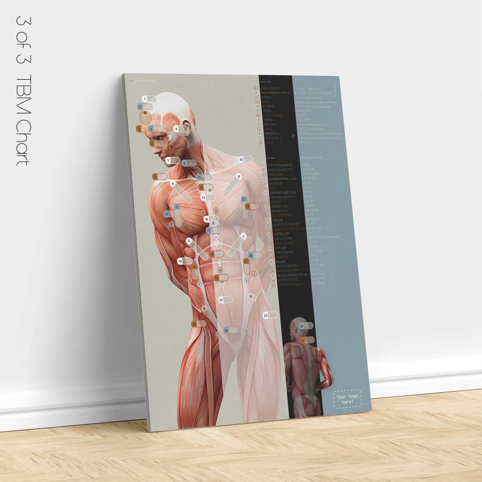 TBM Total Body Modification chart