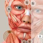TBM Total Body Modification chart
