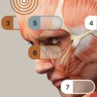 TBM Total Body Modification chart