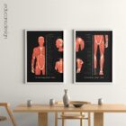 The Myofascial Trigger Points Set anatomy chart for clinics