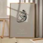 Heart anatomy, postural surface view