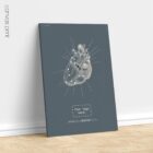 Heart anatomy, postural surface view