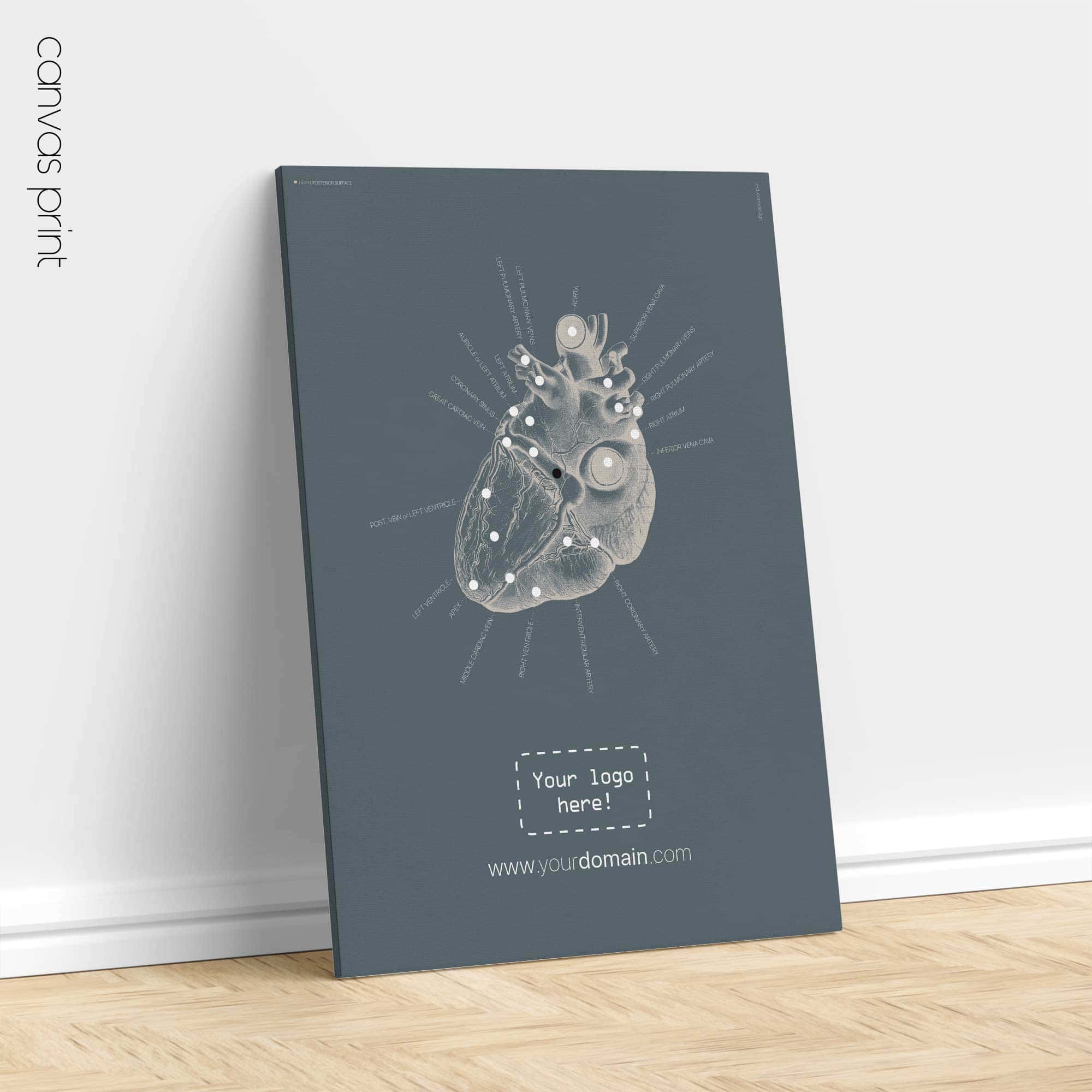 Heart anatomy, postural surface view