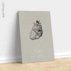 Heart anatomy, postural surface view