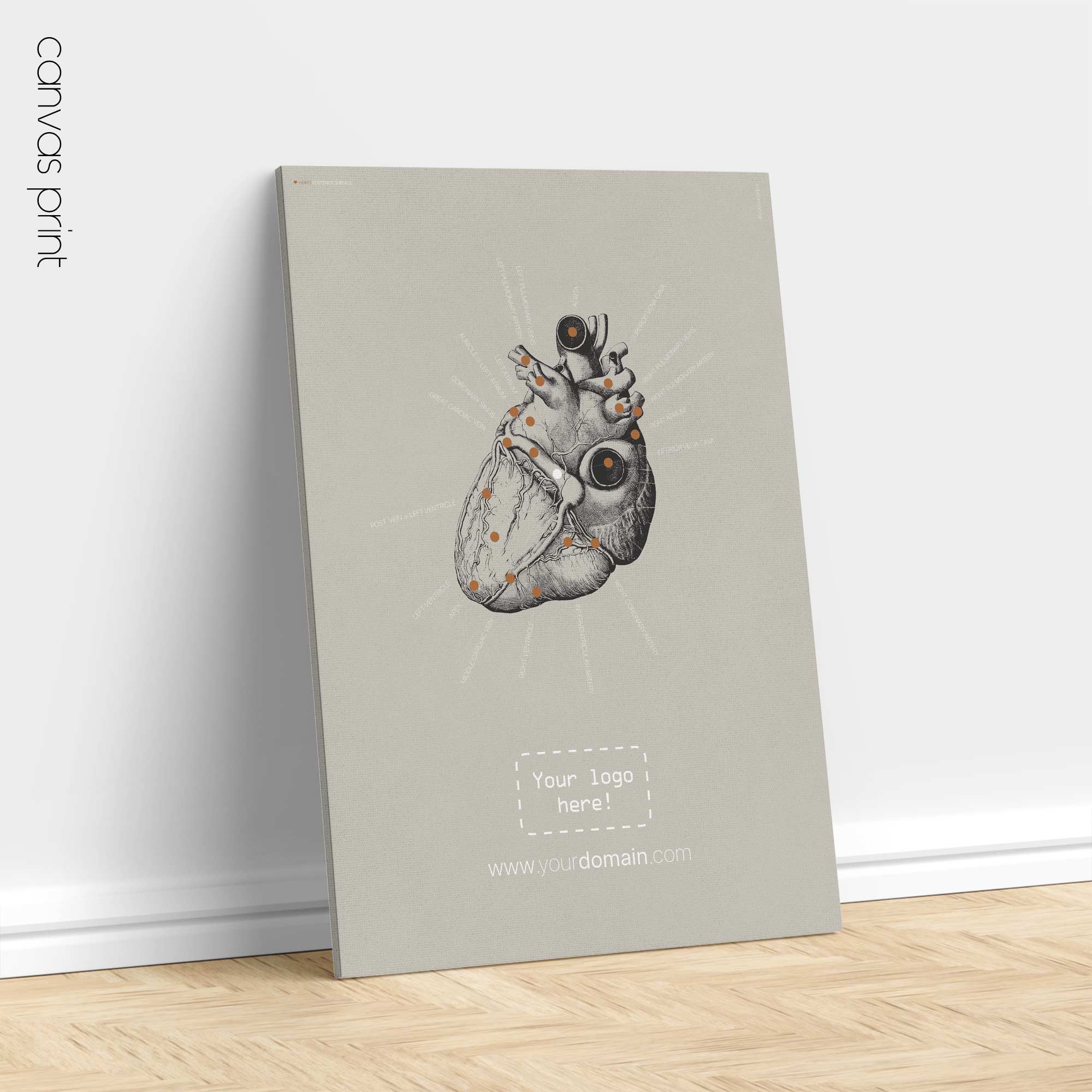 Heart anatomy, postural surface view