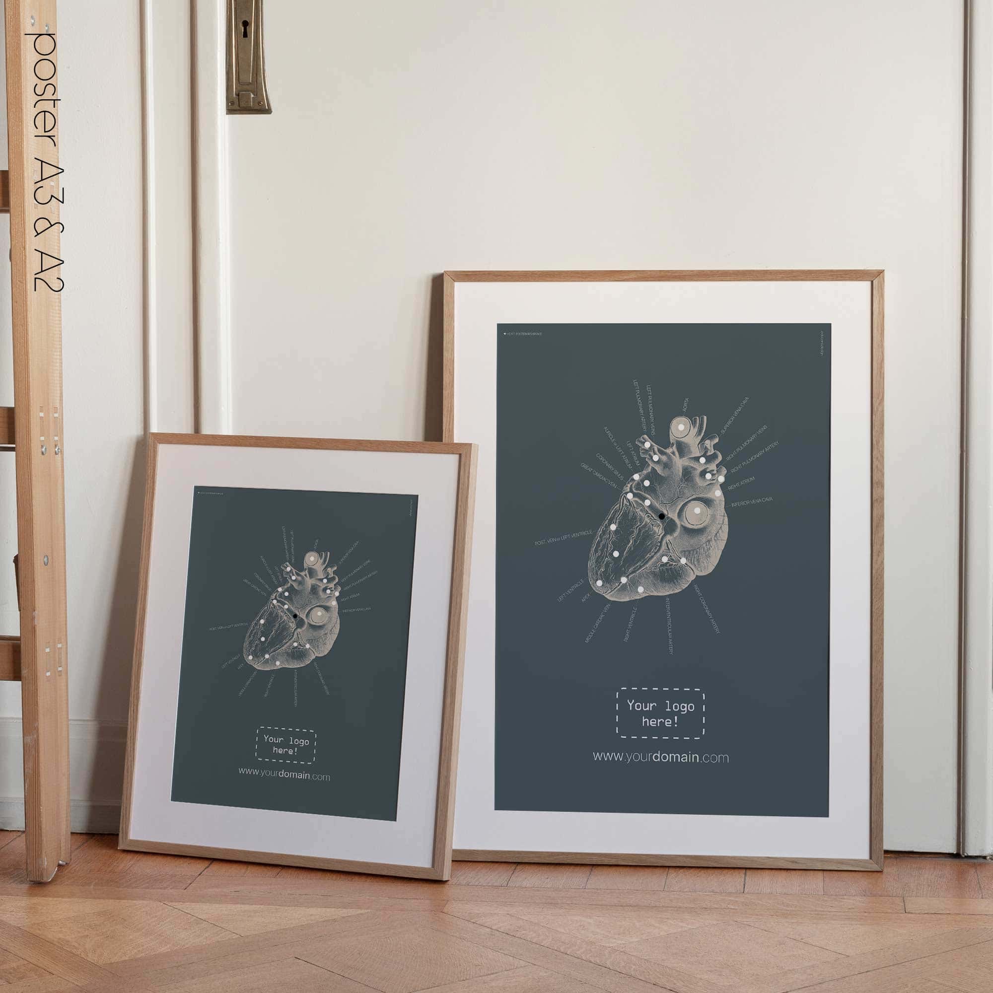 Heart anatomy, postural surface view