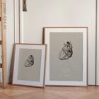 Heart anatomy, postural surface view