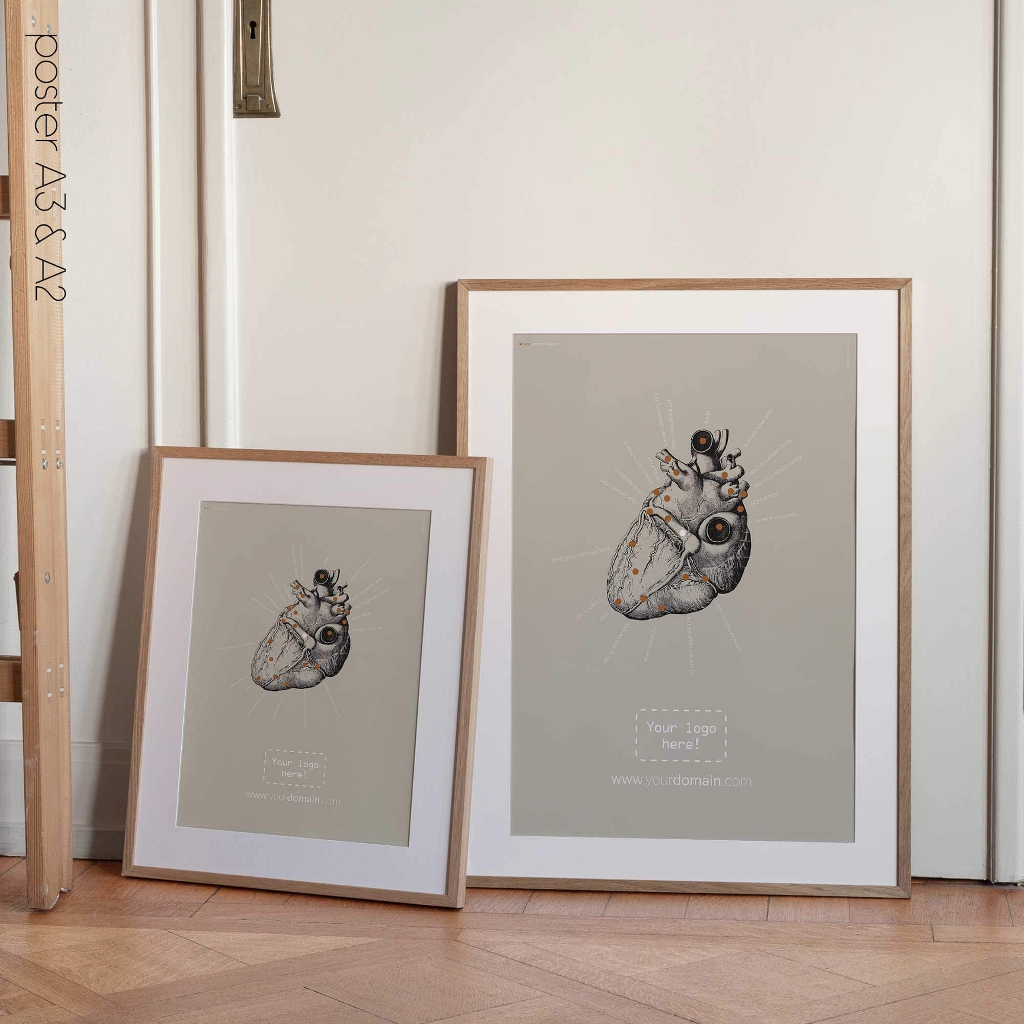 Heart anatomy, postural surface view