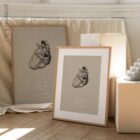 Heart anatomy, postural surface view