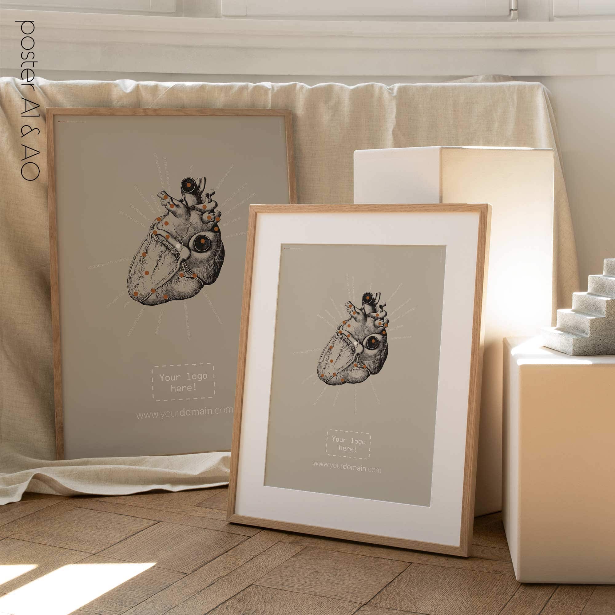 Heart anatomy, postural surface view