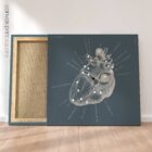 Heart anatomy, postural surface view