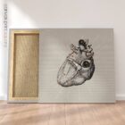 Heart anatomy, postural surface view