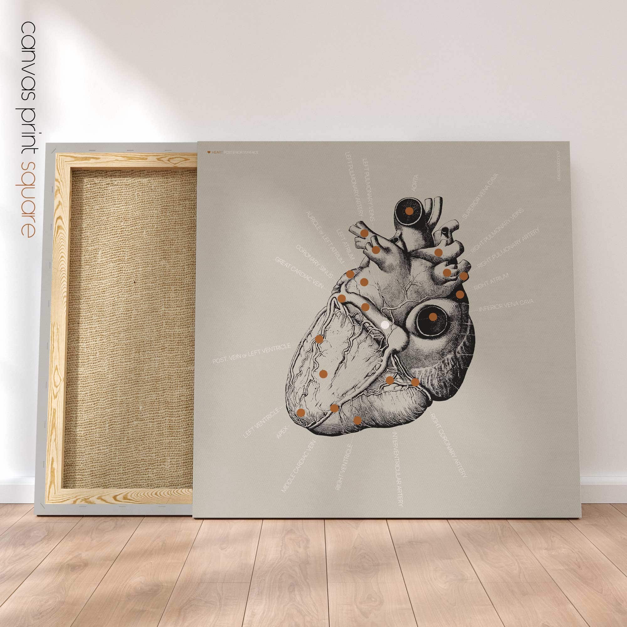 Heart anatomy, postural surface view