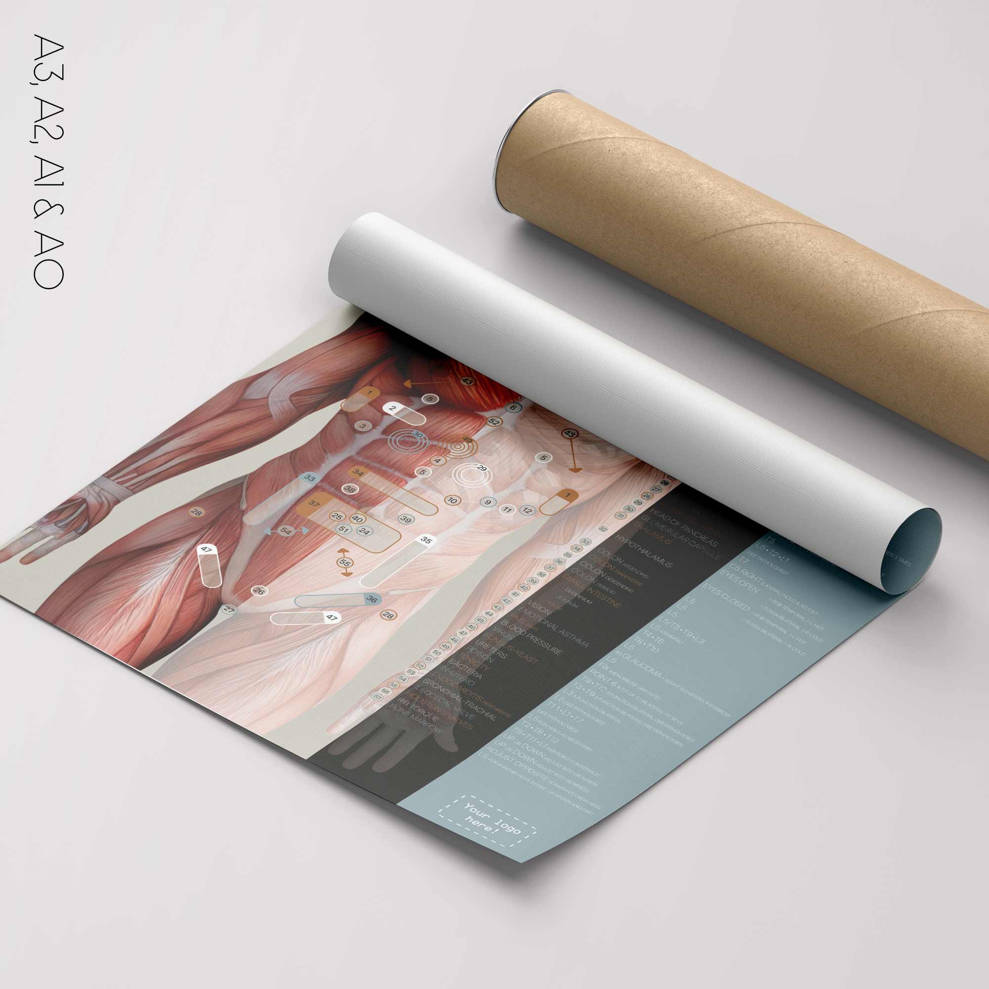 TBM Total Body Modification chart