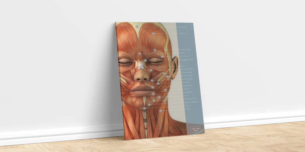 Muscles cranio-faciaux. Dessin d'anatomie et de physiologie d'educare.design