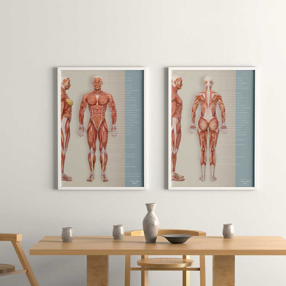Muscular system artwork from www.educare.design