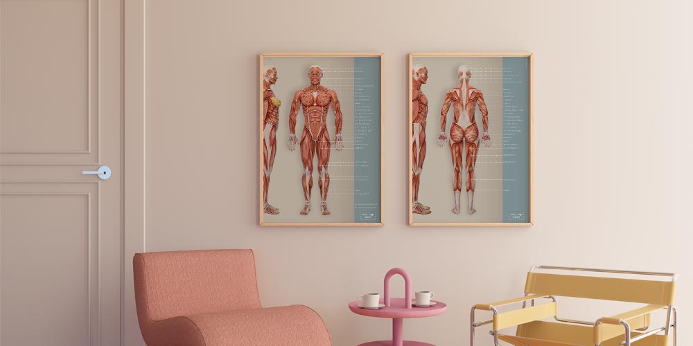Muscular system artwork from www.educare.design