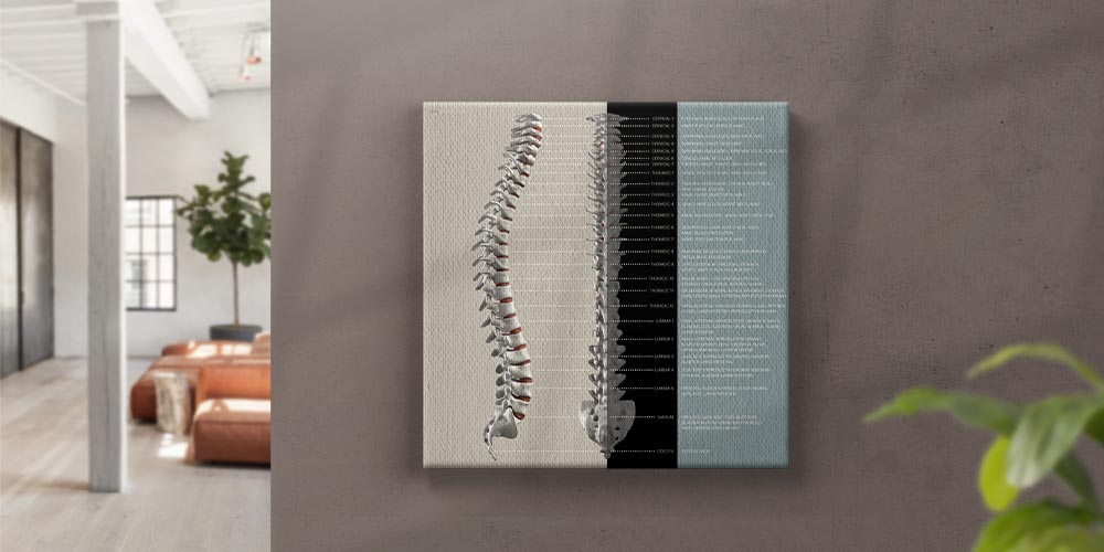 Spinal Nerves Function Artwork