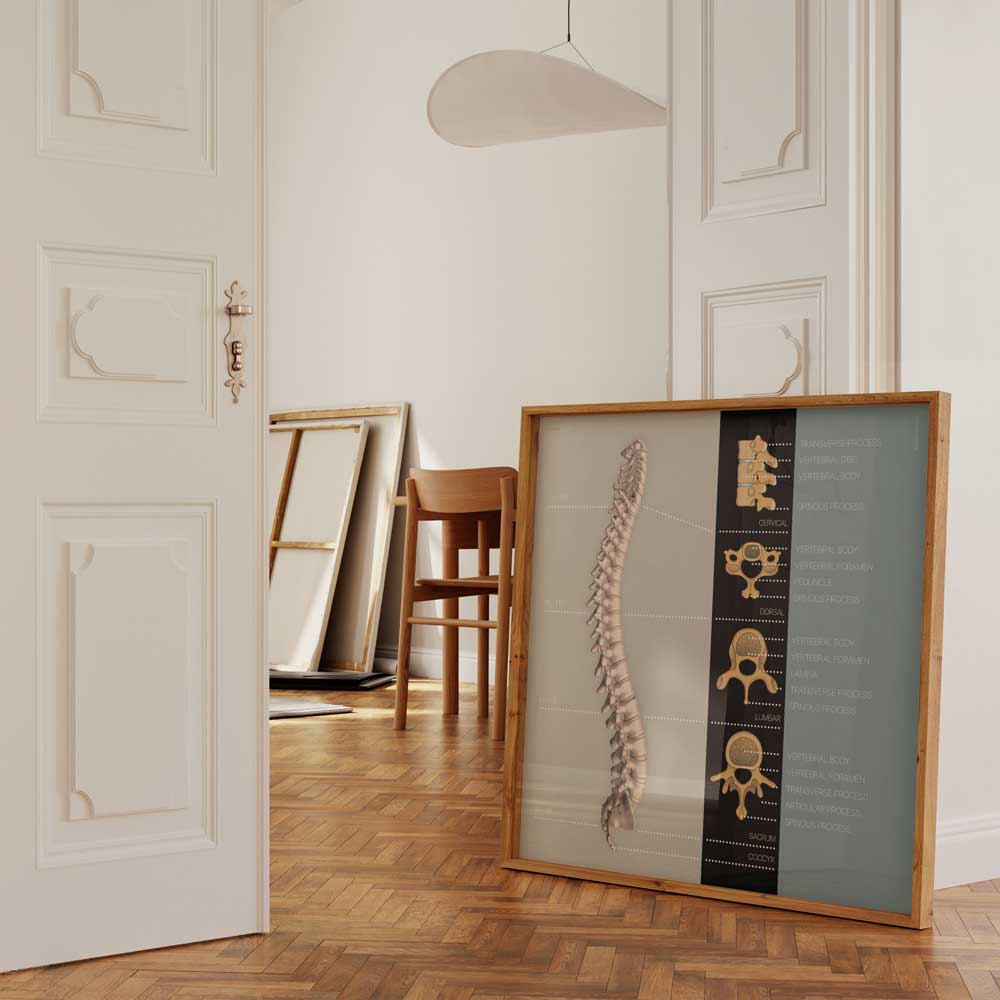Vertebral Column artwork from www.educare.design