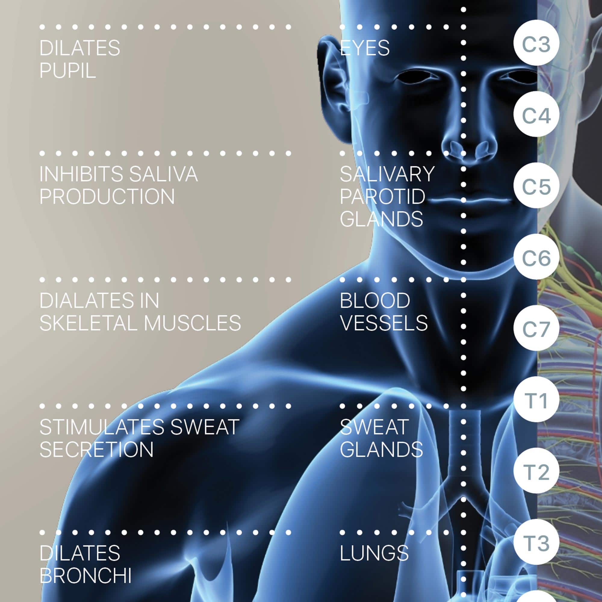 Autonomic Nervous System Artwork