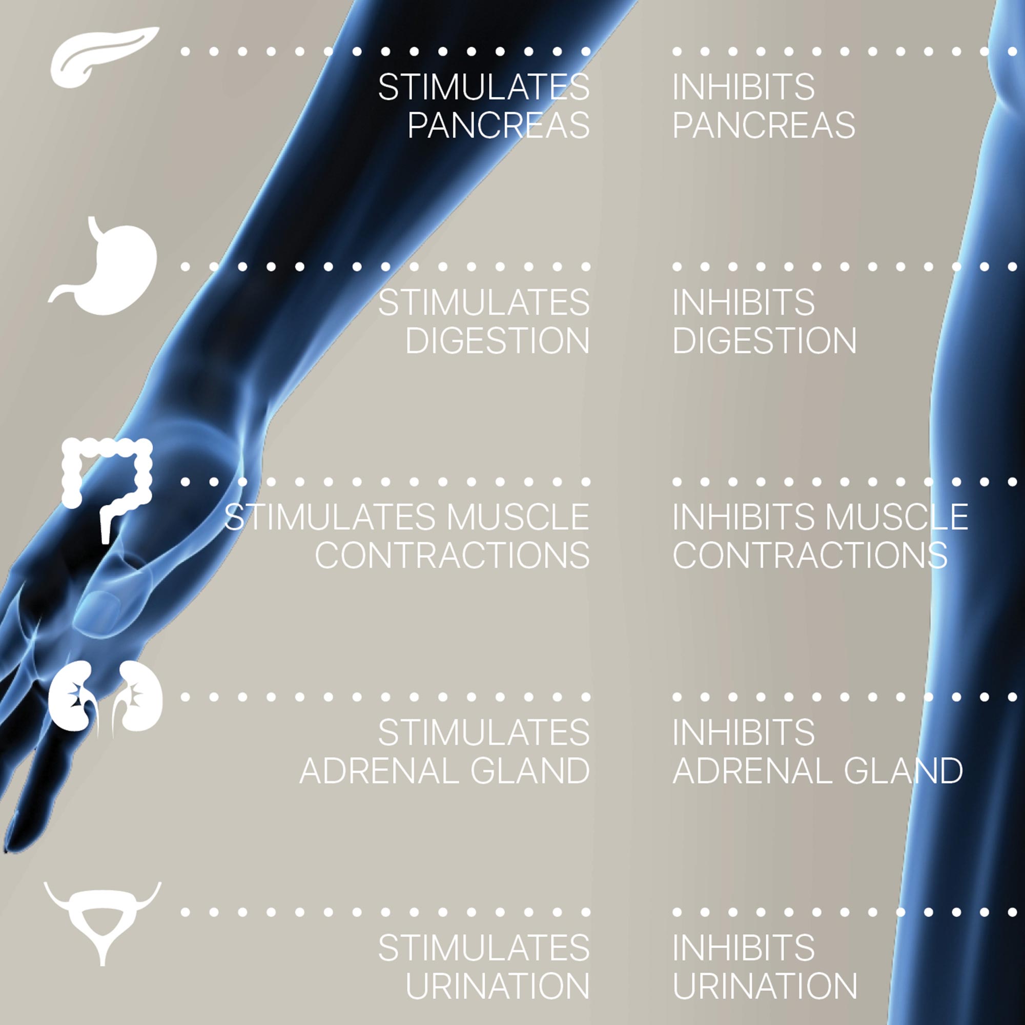 Autonomic Nervous System Artwork