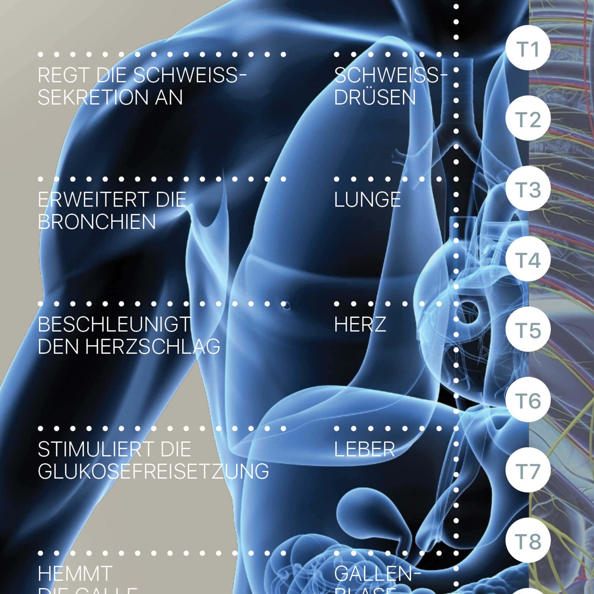 Vegetatives Nervensystem