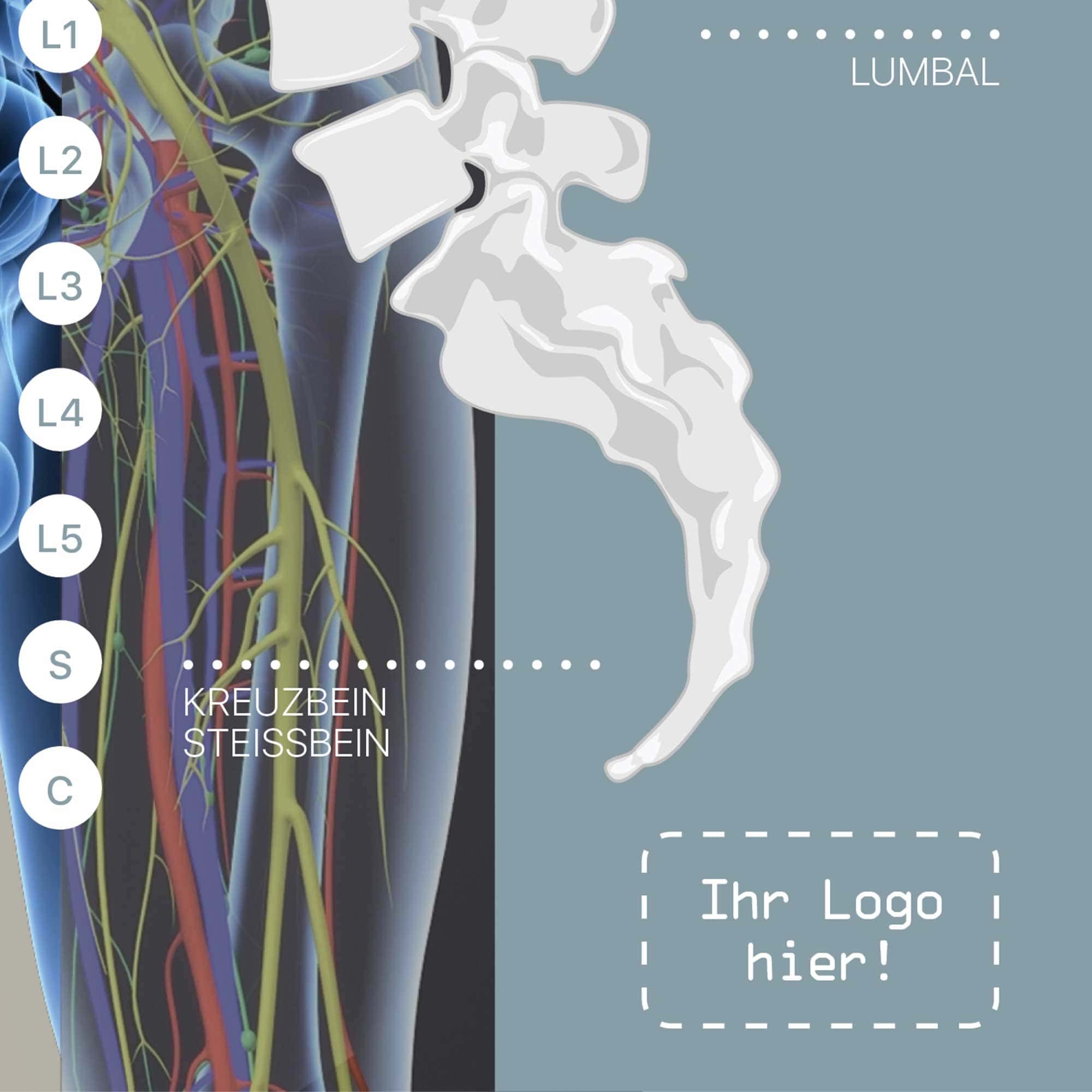 Vegetatives Nervensystem