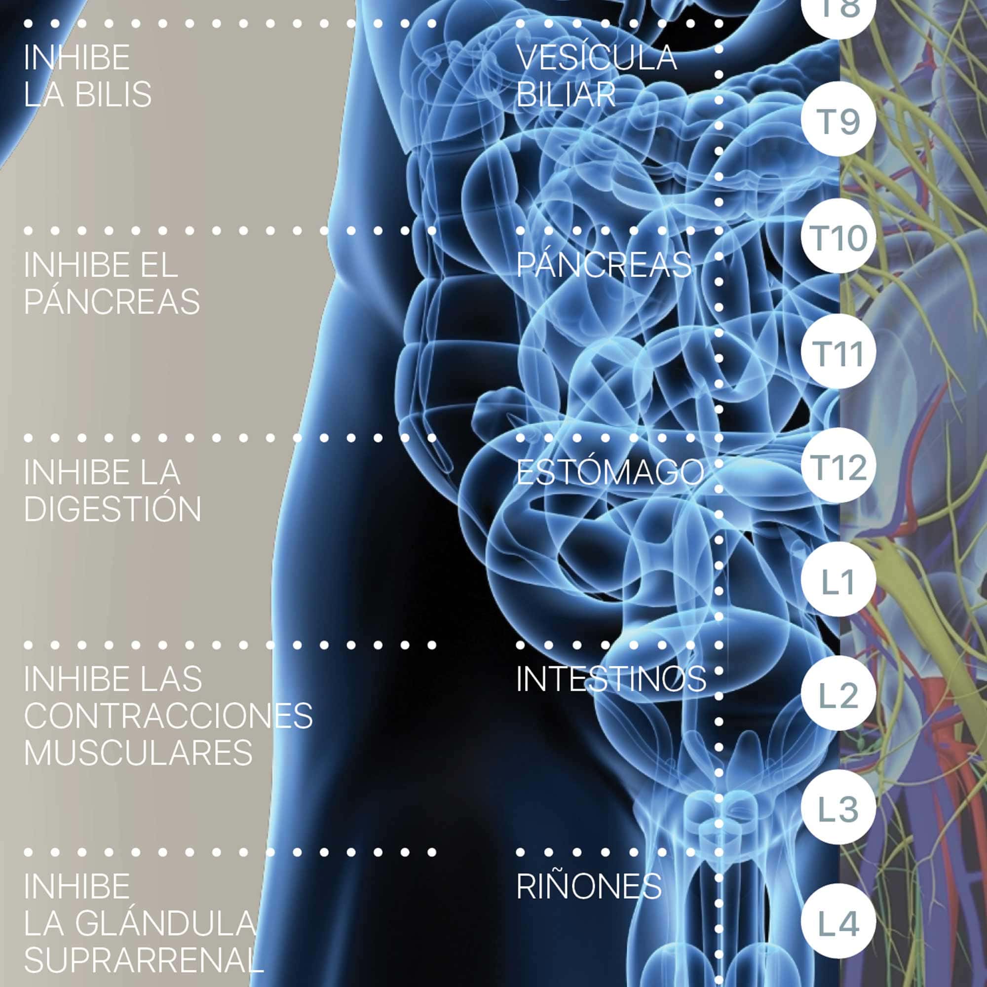 Internal Organs and Endocrine System