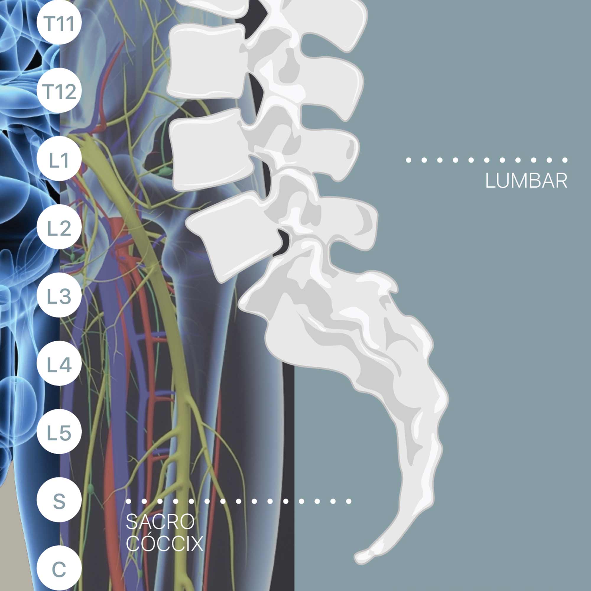 Digestive System and Gastrointestinal Tract Structure
