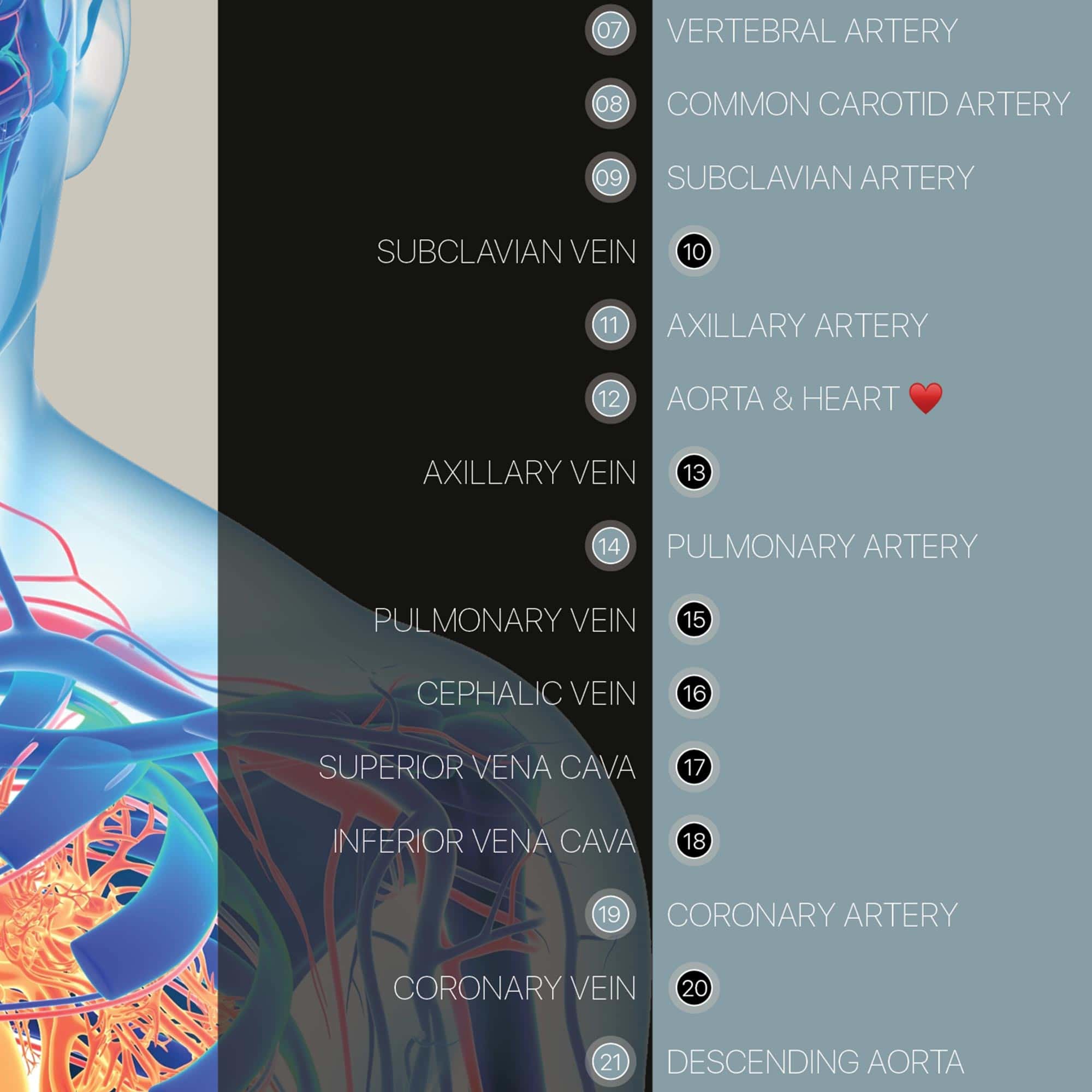 Cardiovascular System