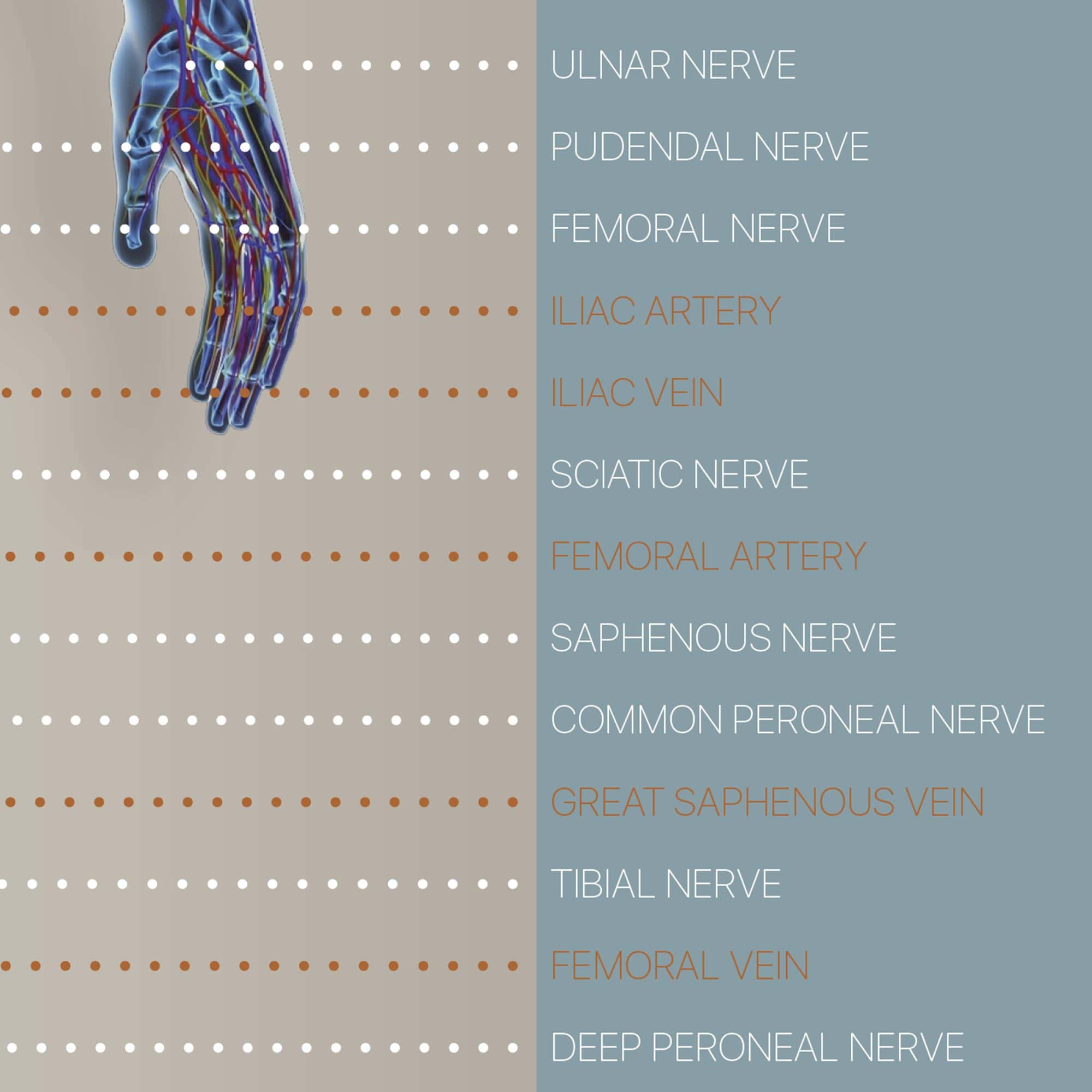 circulatory english zoom 02 – Premium Anatomy Chart by educare.design