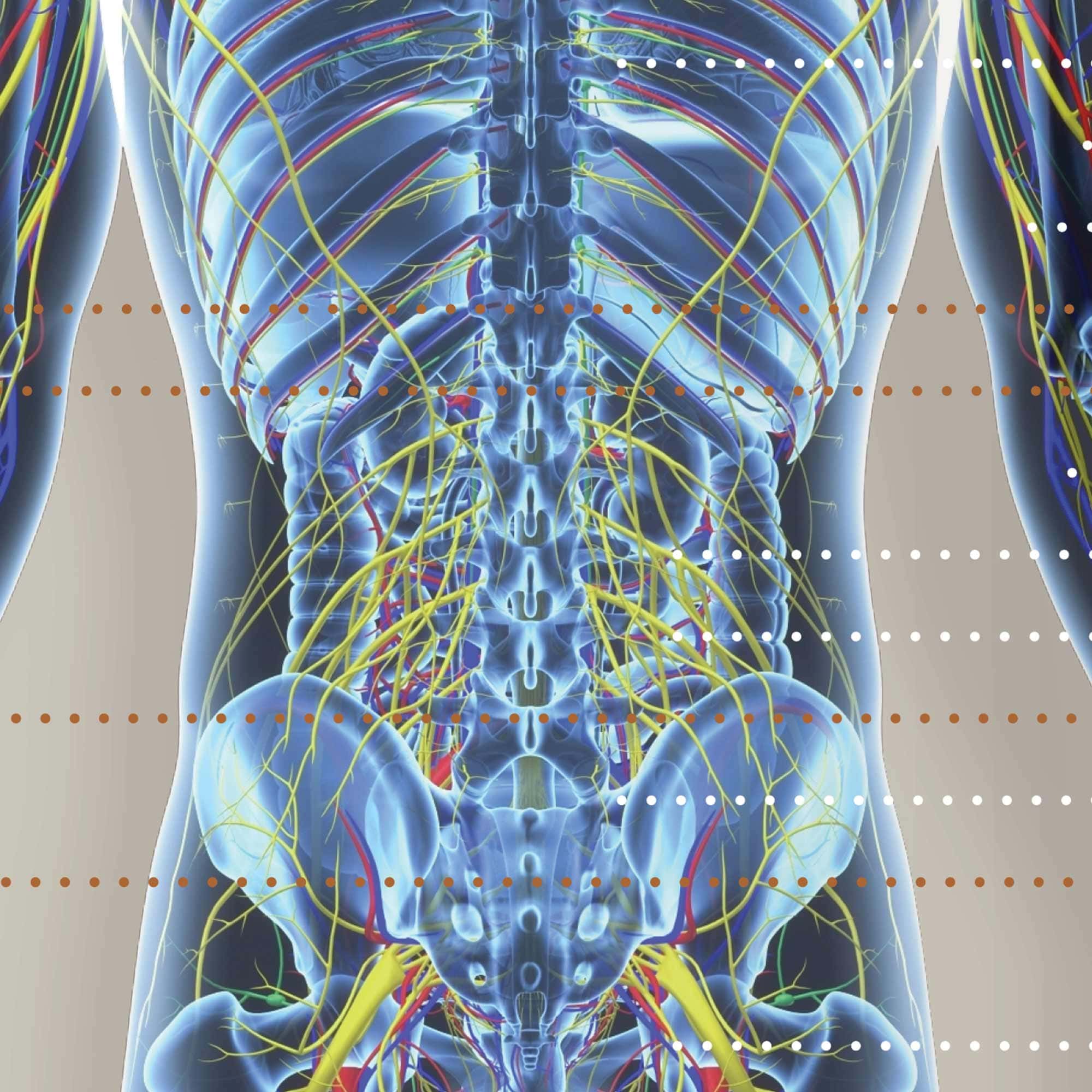 Cardiovascular System with Heart Structure and Blood Flow