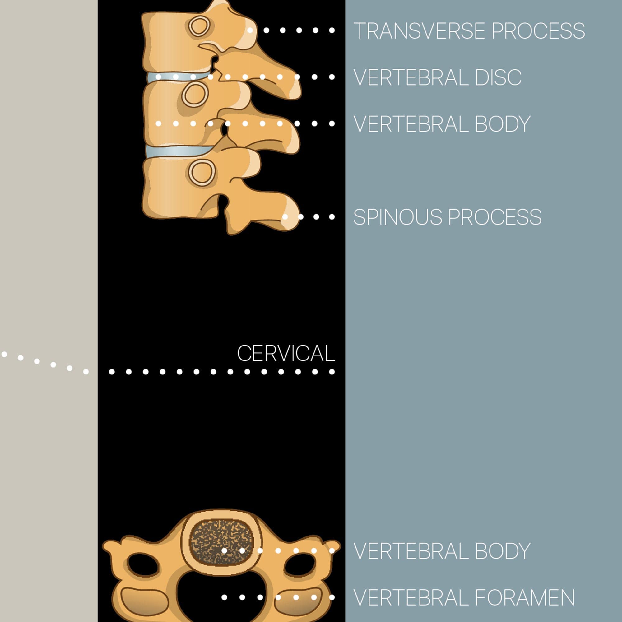Vertebral Subluxation Complex