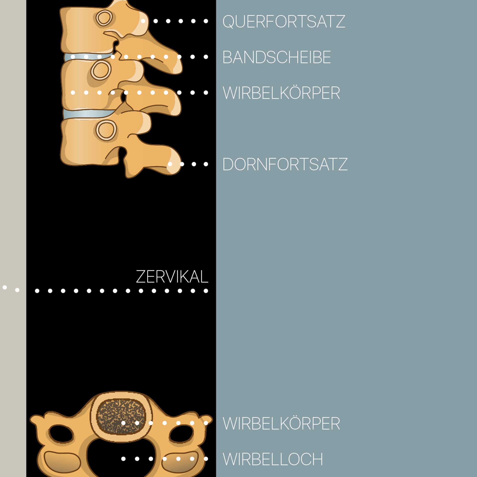 Wirbelsäulen-Kunstwerke