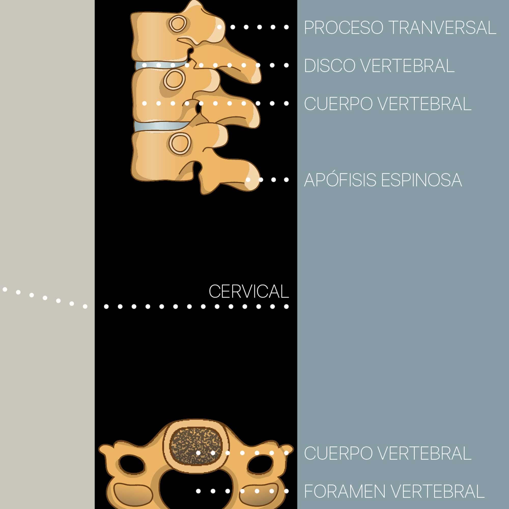 col vertebral spanish zoom 01