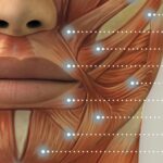 Músculos craneofaciales. Obras de arte de anatomía y fisiología de educare.design