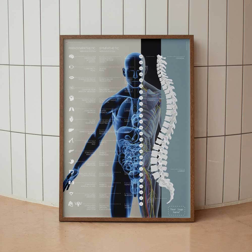 Autonomic Nervous System Artwork