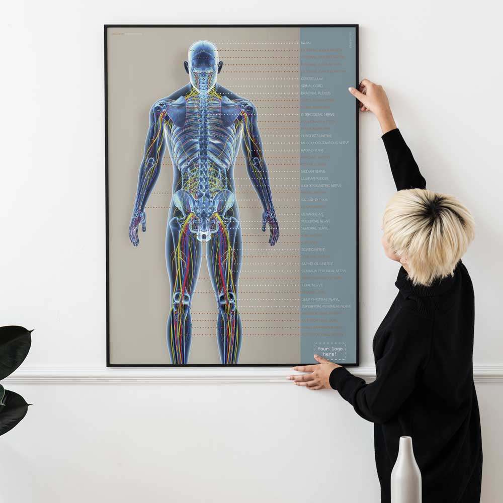 Circulatory and Nerves Systems Artwork