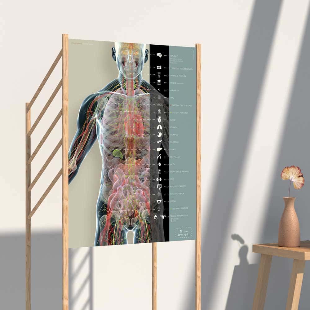 Organi e Sistema Endocrino