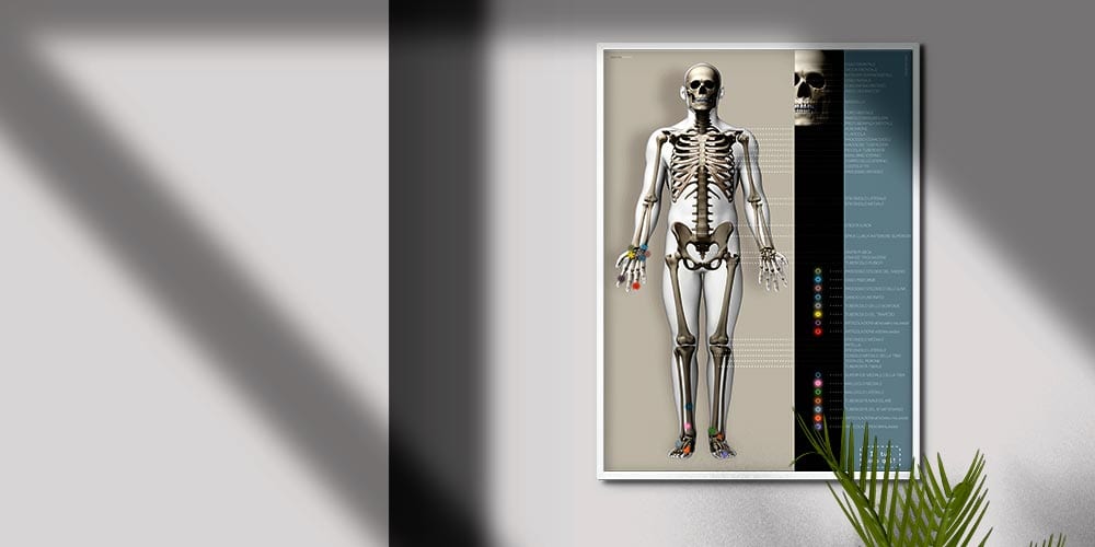 Skeletal System artwork