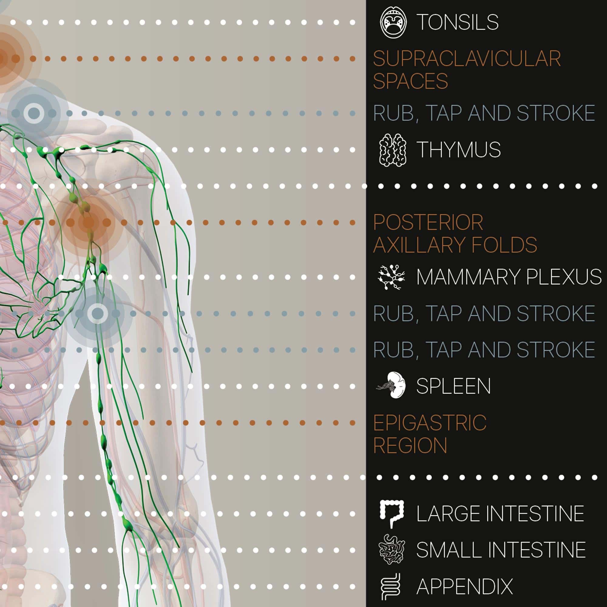 Lymphatic System Artwork