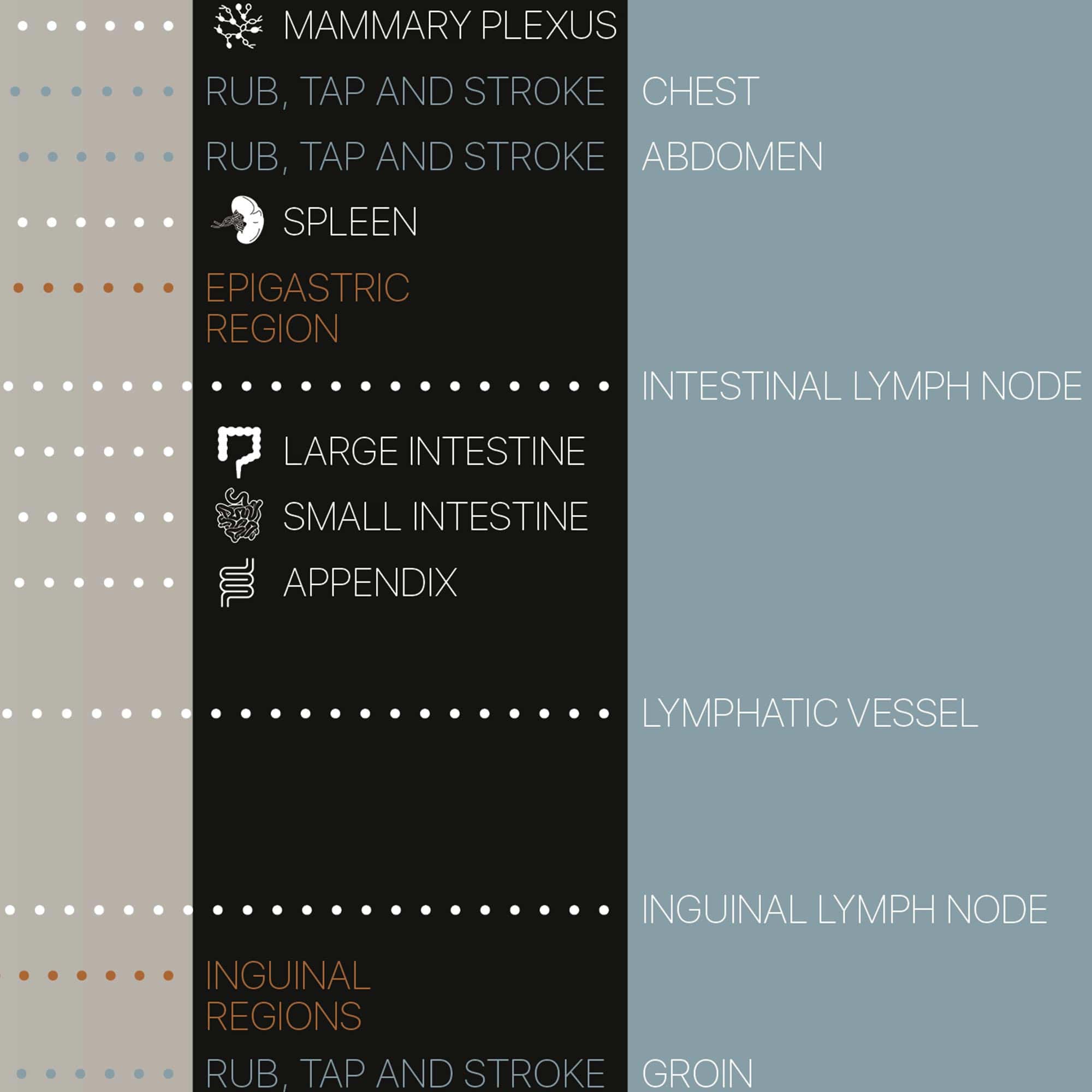 Lymphatic System Artwork