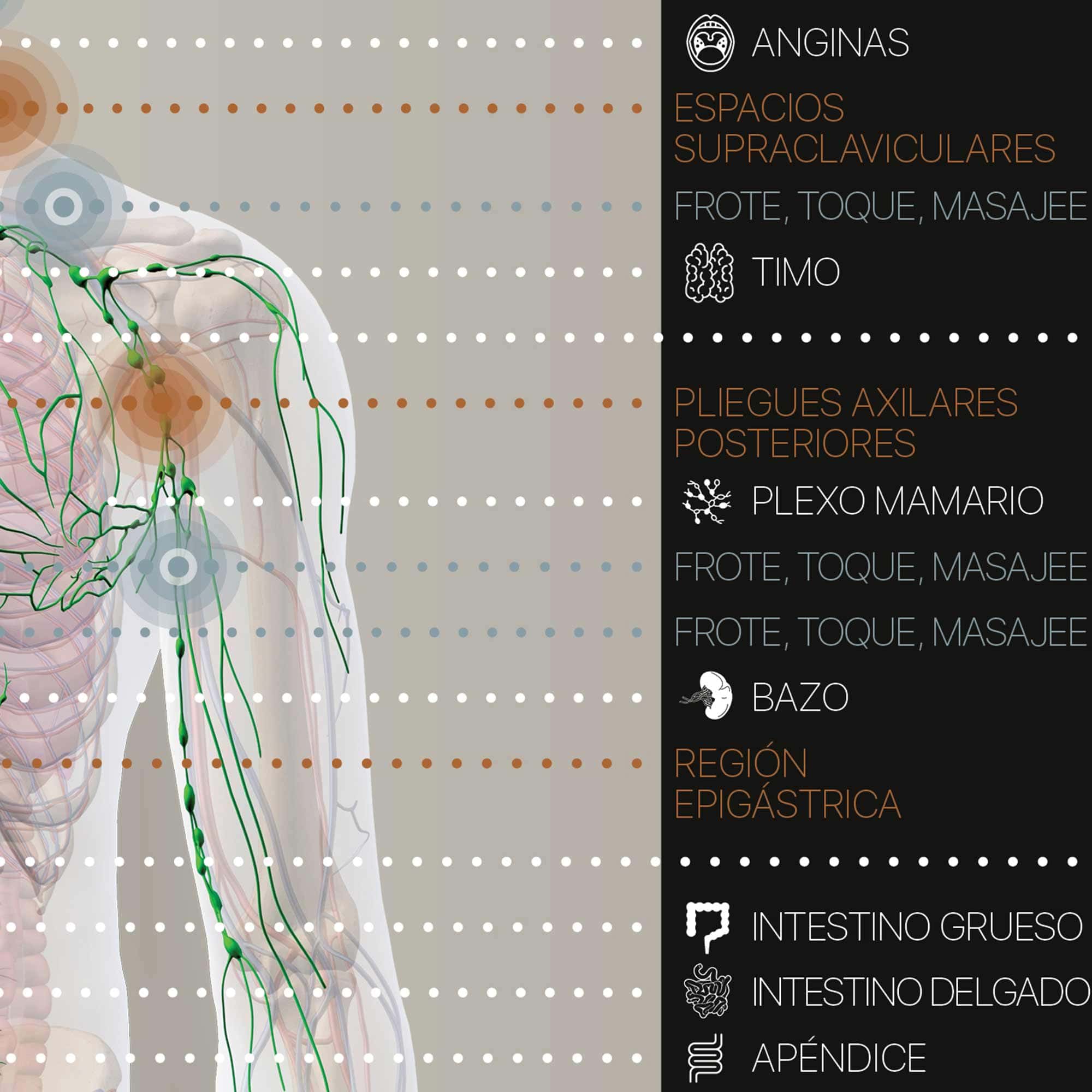 The Lymphatic System