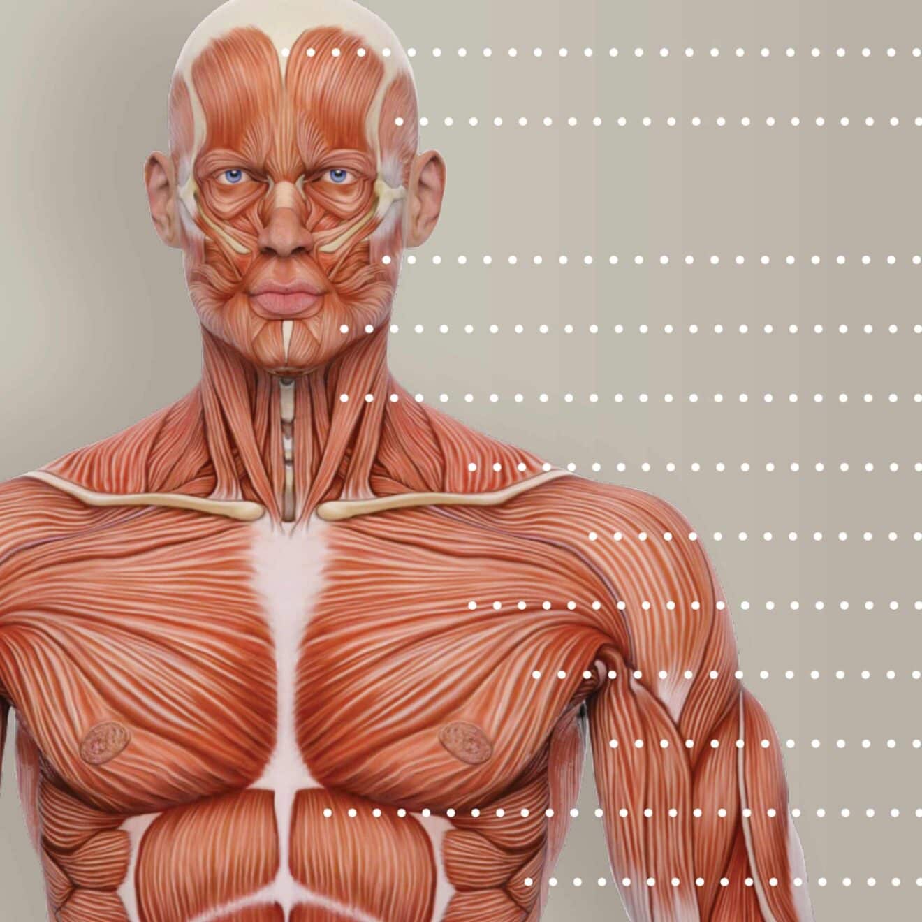 Sistema muscular