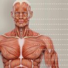 Anterior Muscular System anatomy chart for clinics Anterior Muscular System anatomy chart for clinics