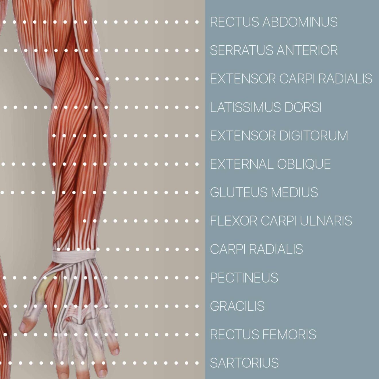 Sistema muscular