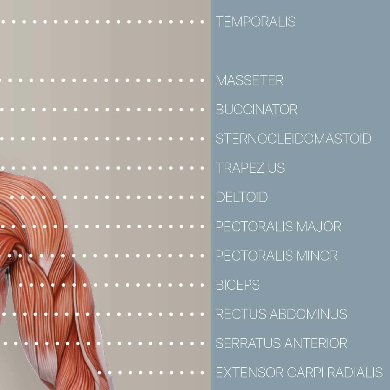 Sistema muscular