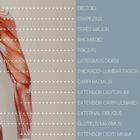 Posterior Muscular System anatomy chart for clinics Posterior Muscular System anatomy chart for clinics