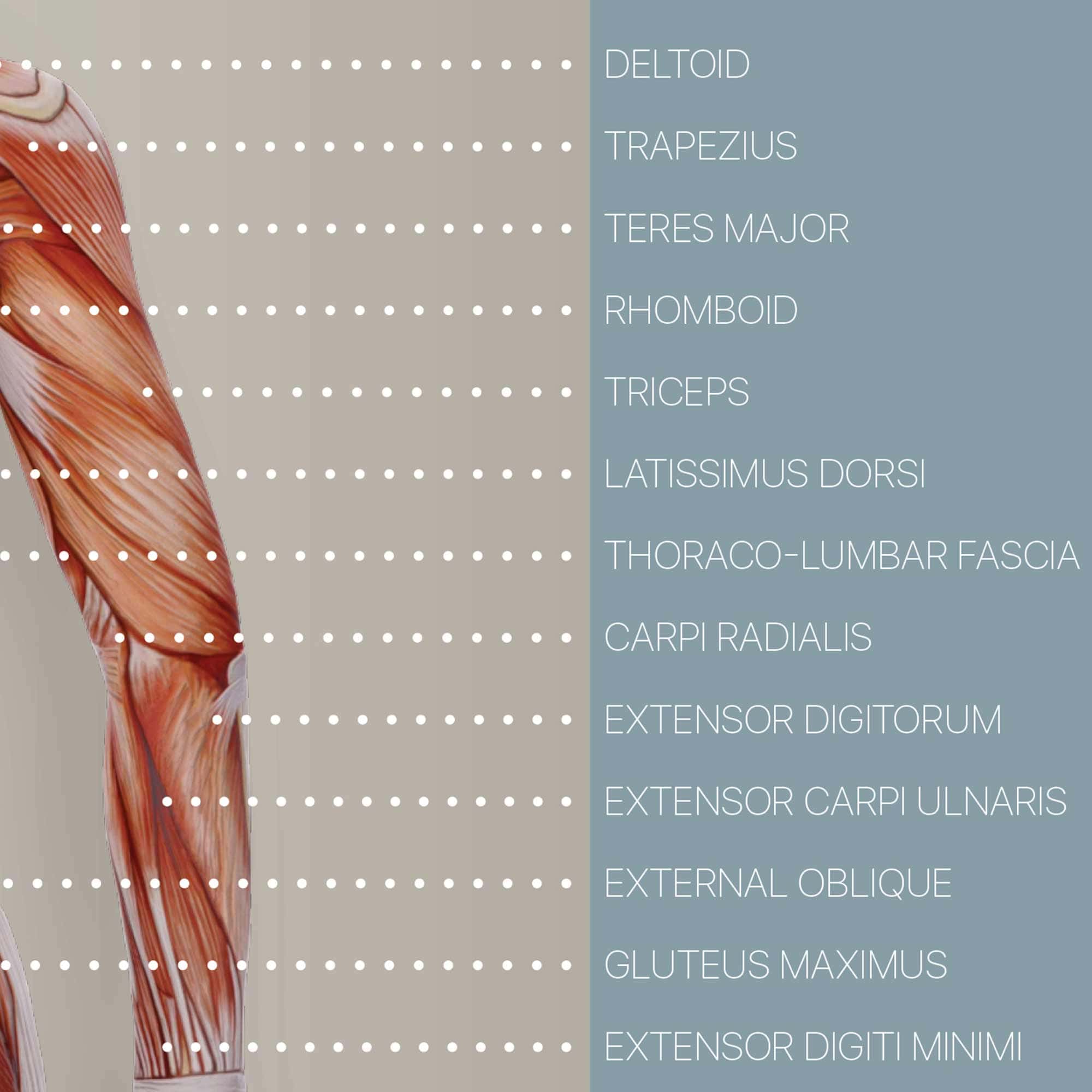 Muscular System